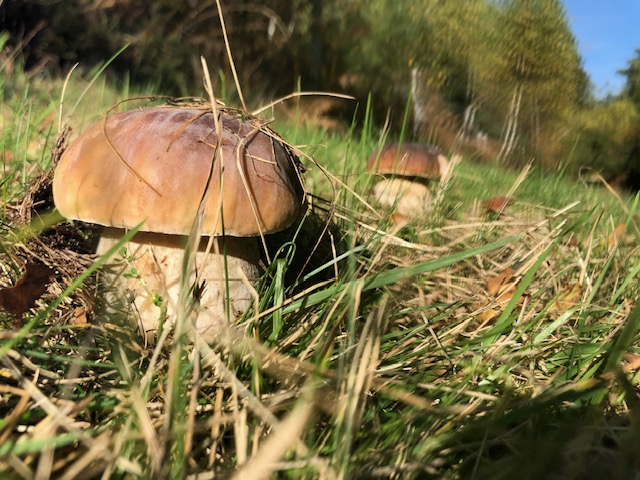 Le domaine de Guillerin